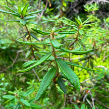 Thé du Labrador en fleurs, arbuste indigène au feuillage persistant.