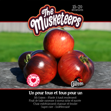 The Musketeers tomato (<em>Solanum lycopersicum</em> ‘The Musketeers’)