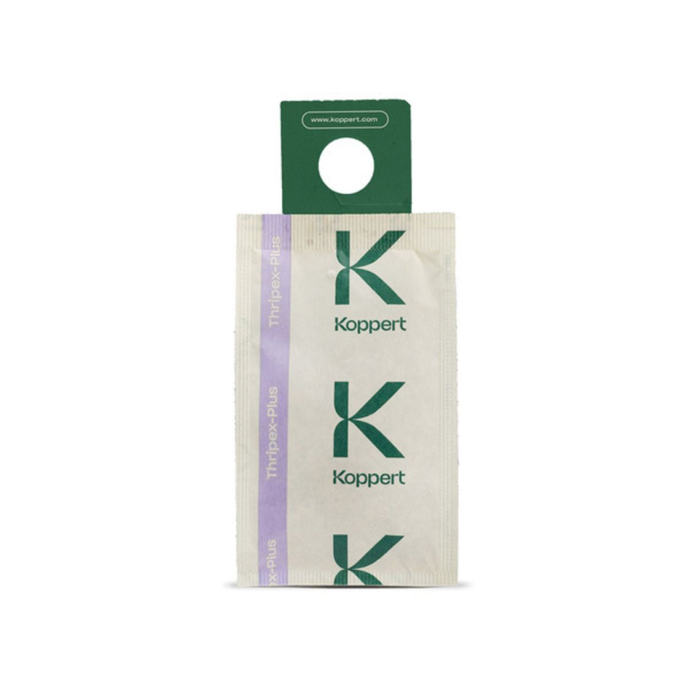 THRIPEX-PLUS Koppert — Neoseiulus cucumeris — 100 sachets de 1 000 individus