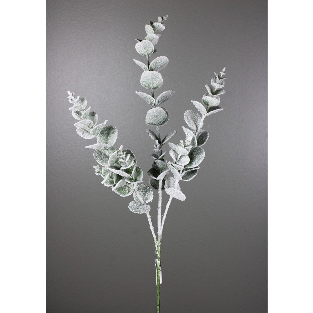 Tige de feuilles d’eucalyptus enneigées