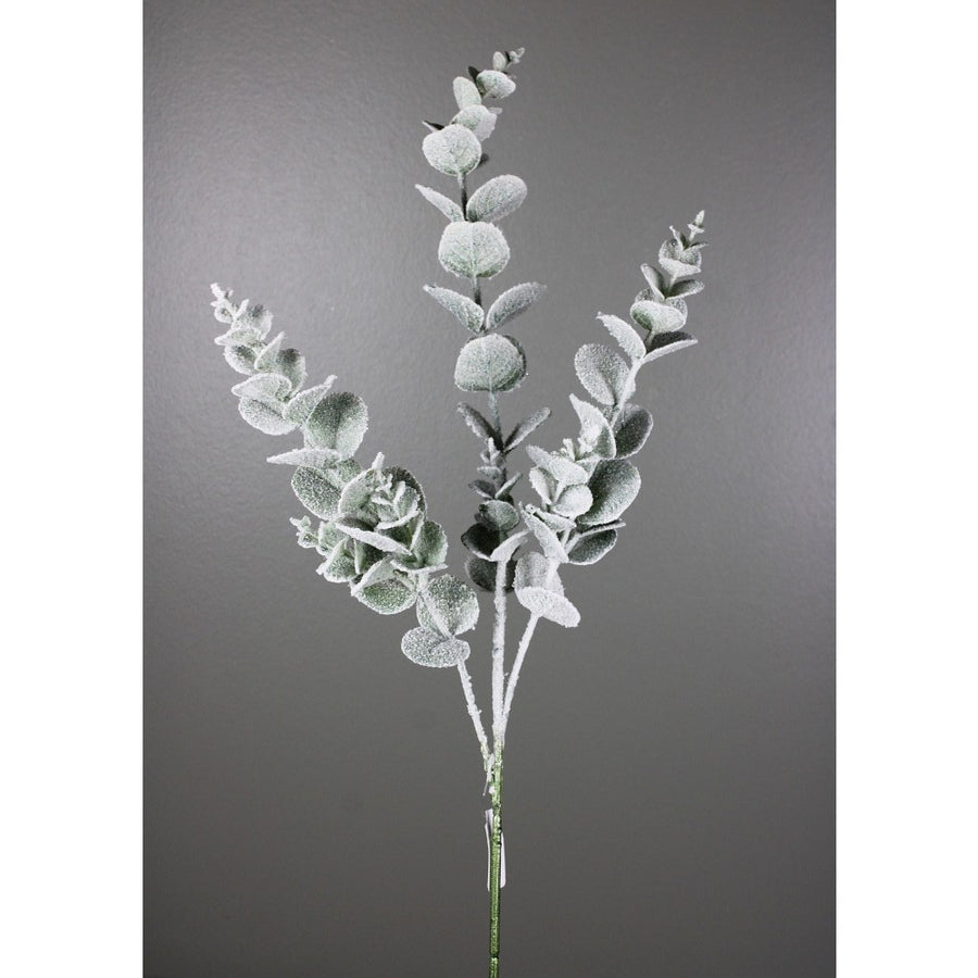 Tige de feuilles d’eucalyptus enneigées