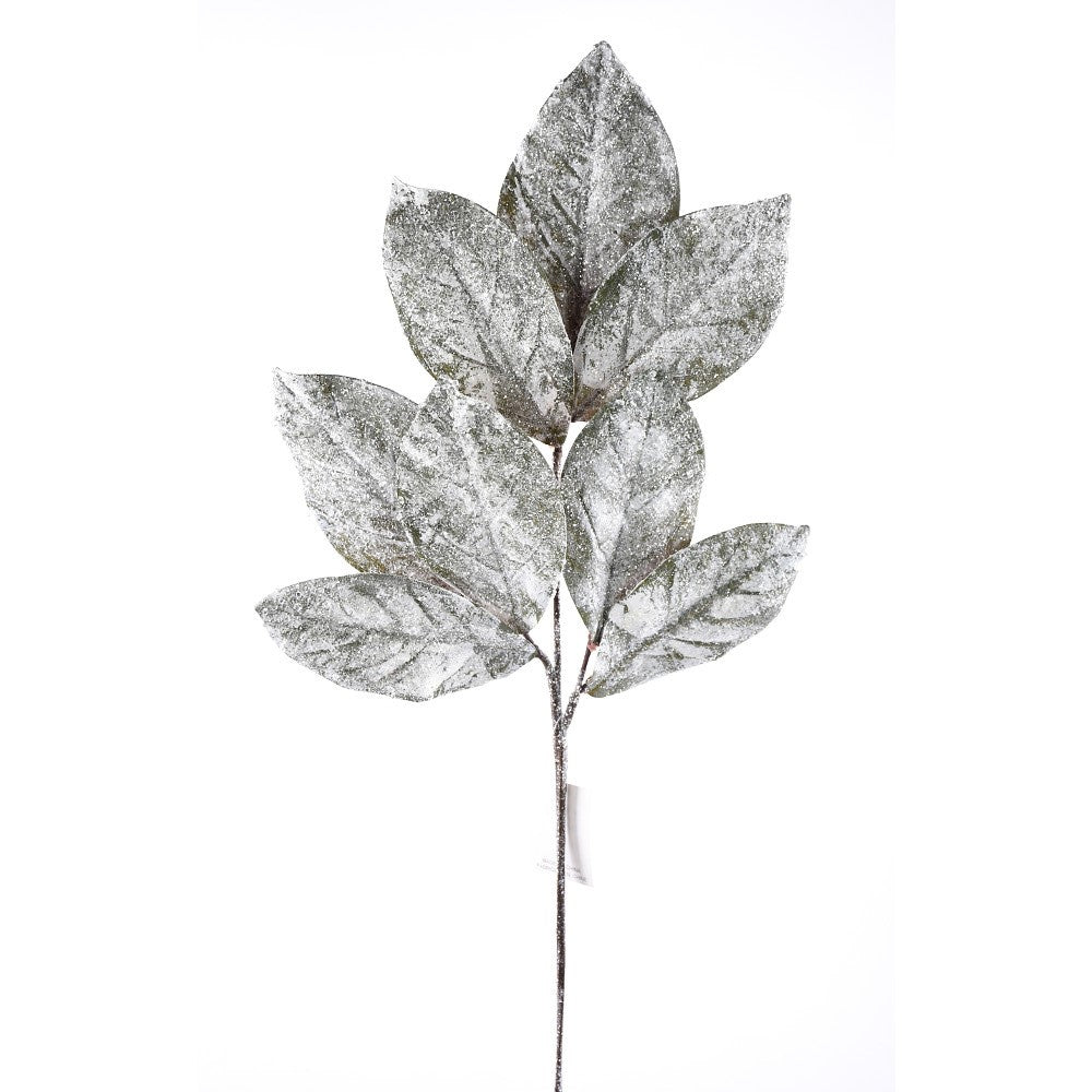 Tige de feuilles de magnolia enneigées