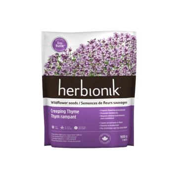 Eco-Rustik Dwarf Creeping Thyme Seeds