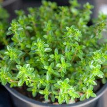 Thyme (<em>Thymus vulgaris</em>)