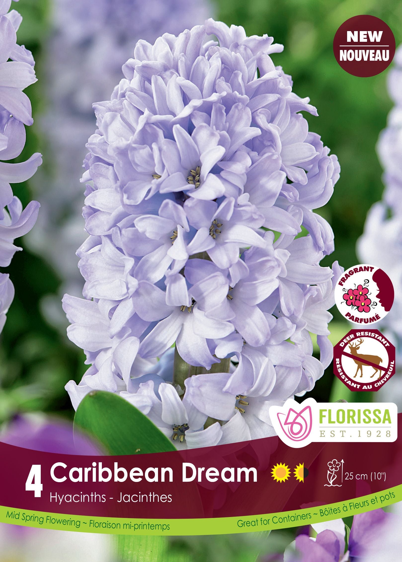 Jacinthe Caribbean Dream