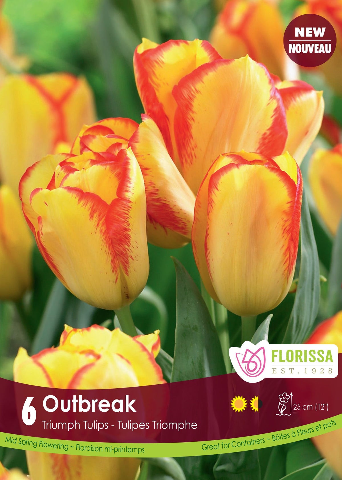 Tulipe Outbreak ( Tulipa ) : des tulipes jaunes bordées de rouge. Le visuel Florissa présente la plante et son nom dans la partie inférieure de l’étiquette. La photographie occupe presque toute la surface, tandis que le bandeau du bas rassemble les indications du produit. Cette vue permet de reconnaître son apparence et de distinguer la variété présentée.