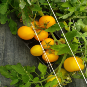 Organic yellow ‘Taxi’ tomato (Solanum lycopersicum ‘Taxi’)