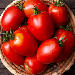 Tomate italienne 'Amish VF' bio