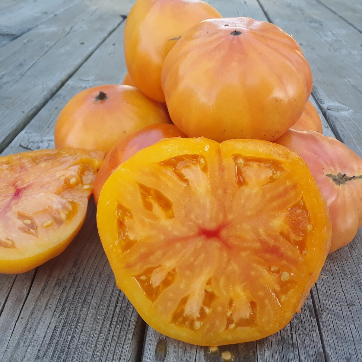 Tomate Beefsteak Ananas. Grosse tomate jaune orangé entière et coupée. Le cadrage permet de voir les formes, les couleurs et les détails du sujet représenté. Les contours se détachent du fond de l’image, avec des différences de teinte et de texture visibles sur les surfaces. Cette vue accompagne la présentation du produit dans la boutique.