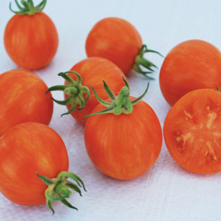 Organic ‘Apricot Zebra’ striped tomato (Solanum lycopersicum ‘Apricot Zebra’)
