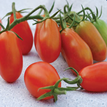 Tomate cerise rouge 'Baby Roma' bio