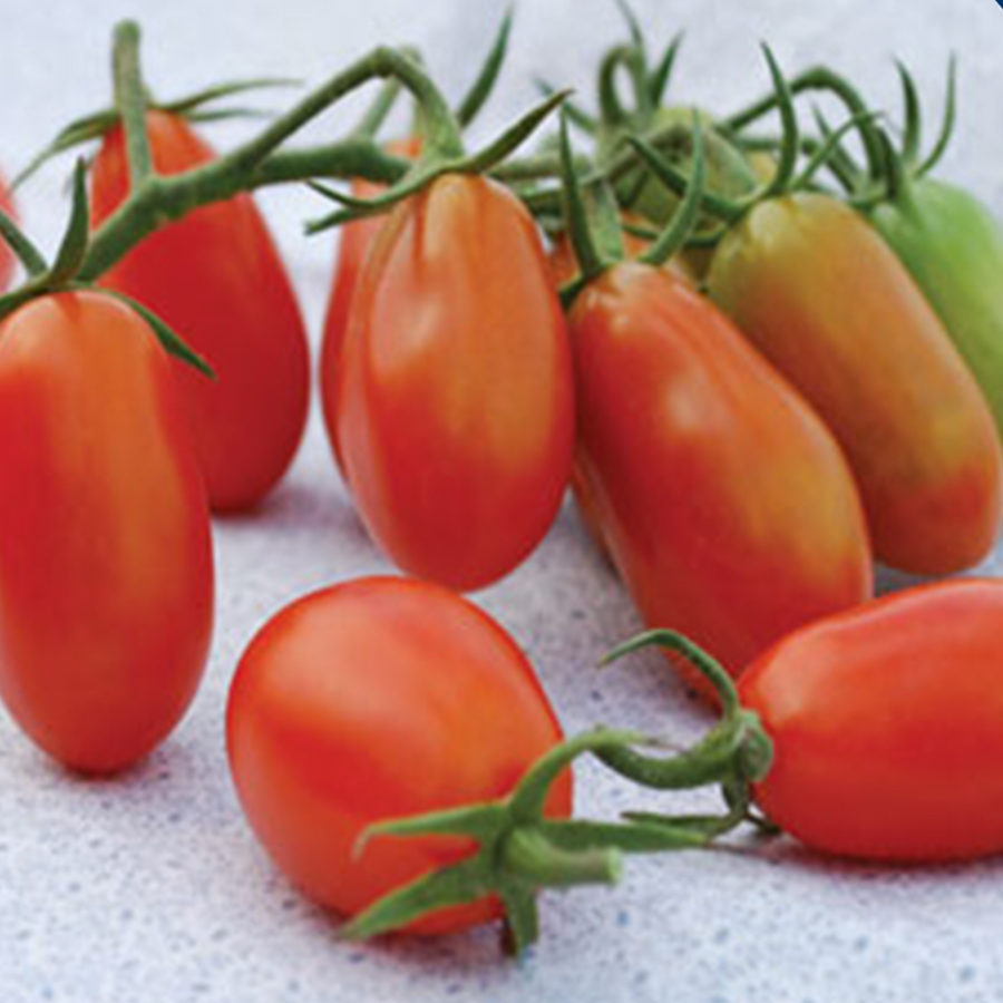 Organic red cherry tomato 'Baby Roma'