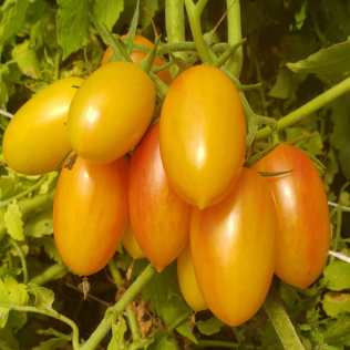 Plant indéterminé de tomate cerise Blush biologique solidement tuteuré, portant des grappes abondantes de petits fruits allongés jaune doré finement marbrés de rouge. La présentation montre la chair ferme et juteuse d’un fruit coupé ainsi que l’accès nécessaire pour récolter les grappes sans les abîmer. Pour la présentation visuelle, observez chaque plant avant d’ajuster les soins.