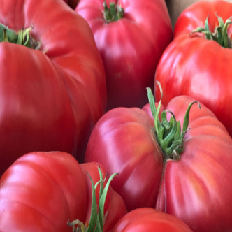 Tomate rose ‘Brandywine Sudduths’ bio (Solanum lycopersicum ‘Brandywine Sudduth’s’)