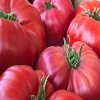 Plant indéterminé de tomate Brandywine Sudduth’s biologique solidement tuteuré, portant de gros fruits roses de type beefsteak parmi un feuillage vert sain. La présentation montre la chair dense, fondante et très aromatique d’un fruit tranché ainsi que le soutien nécessaire pour les grappes lourdes. Pour la présentation visuelle, observez chaque plant avant d’ajuster les soins.