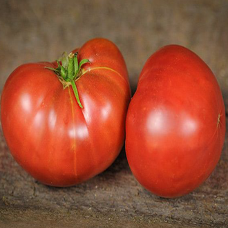 Plant indéterminé de tomate Carbon biologique solidement tuteuré, portant de gros fruits de type beefsteak rouge brun foncé à pourpre parmi un feuillage vert sain. La présentation montre également un fruit tranché dont la chair dense et juteuse illustre le caractère généreux de cette tomate patrimoniale. Pour la présentation visuelle, observez chaque plant avant d’ajuster les soins.