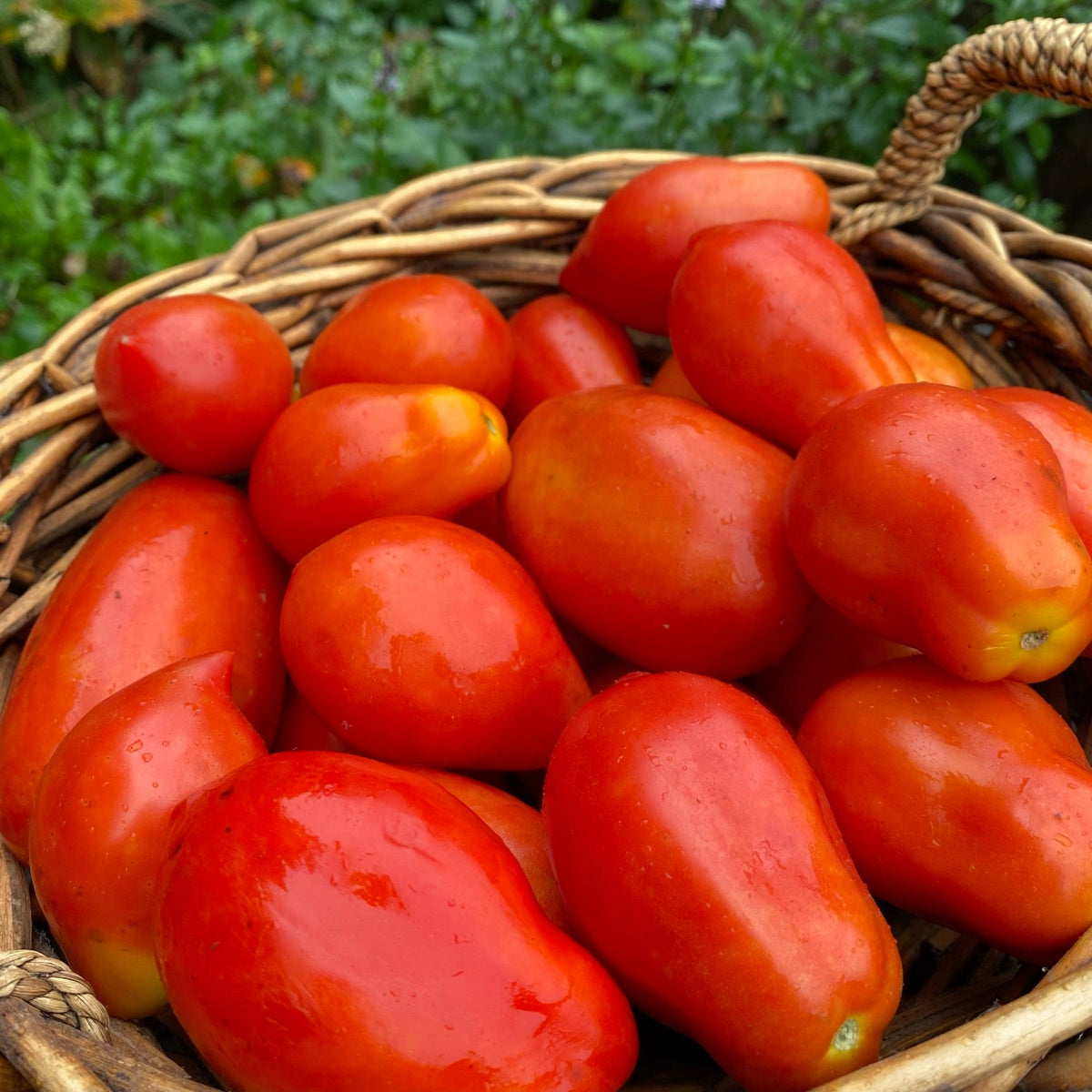 Organic Italian tomato mix