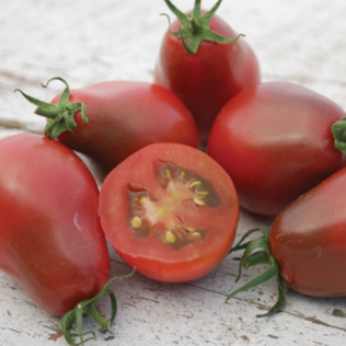 Organic ‘Evan’s Purple’ tomato (<em>Solanum lycopersicum</em> ‘Evan’s Purple’)