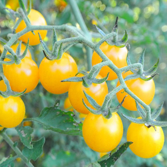 Plant indéterminé de tomate cerise Igleheart biologique solidement tuteuré, portant de longues grappes de petits fruits jaune doré parmi un feuillage vert sain. La présentation montre la couleur uniforme à maturité, la chair juteuse d’un fruit coupé et l’accès nécessaire pour récolter fréquemment sans abîmer les grappes chargées. Pour la présentation visuelle, observez le plant avant d’ajuster les soins.