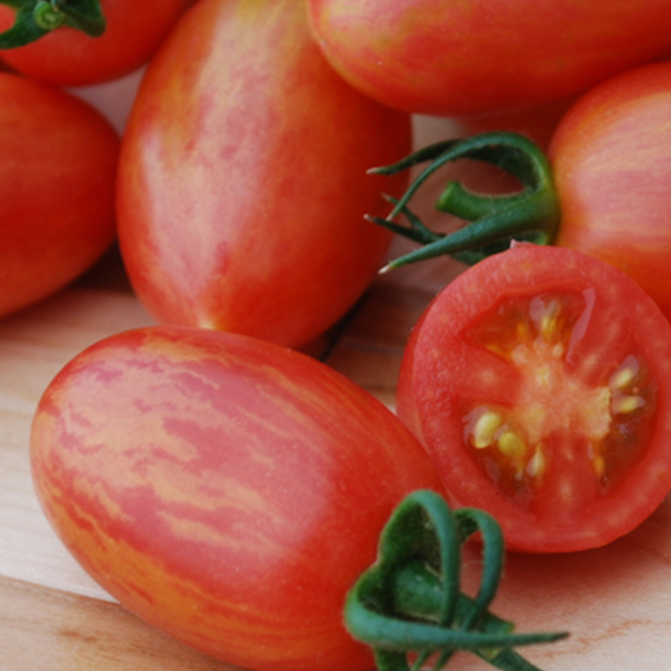 Organic marbled ‘Maglia Rosa’ tomato (Solanum lycopersicum ‘Maglia Rosa’)