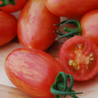 Plant compact et semi-déterminé de tomate Maglia Rosa biologique, soutenu par une cage basse et portant de petits fruits allongés marbrés de rose, de rouge et parfois de jaune. La présentation montre le feuillage vert sain, les différents stades de coloration et un fruit coupé dans le sens de la longueur.