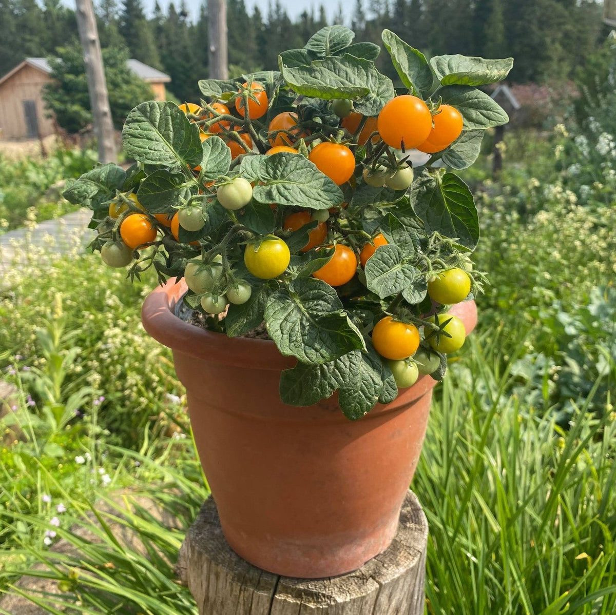 Tomate Cerise Orange Hat. Tomate naine en pot portant de petits fruits orange. Le cadrage permet de voir les formes, les couleurs et les détails du sujet représenté. Les contours se détachent du fond de l’image, avec des différences de teinte et de texture visibles sur les surfaces. Cette vue accompagne la présentation du produit dans la boutique.