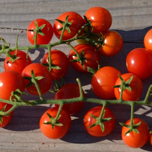 Tomate Cerise 'Peacevine' bio