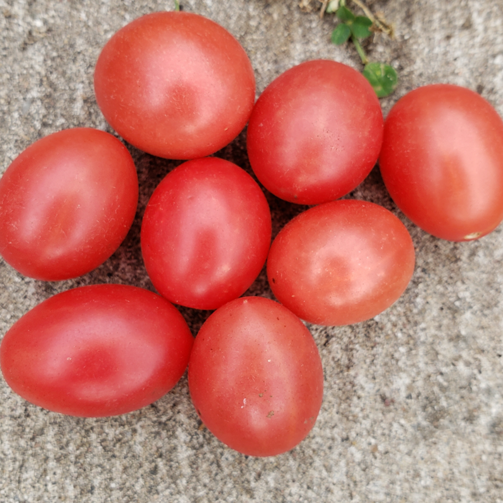 Tomate cerise rose ‘Pink Million’ bio (Solanum lycopersicum ‘Pink Million’)