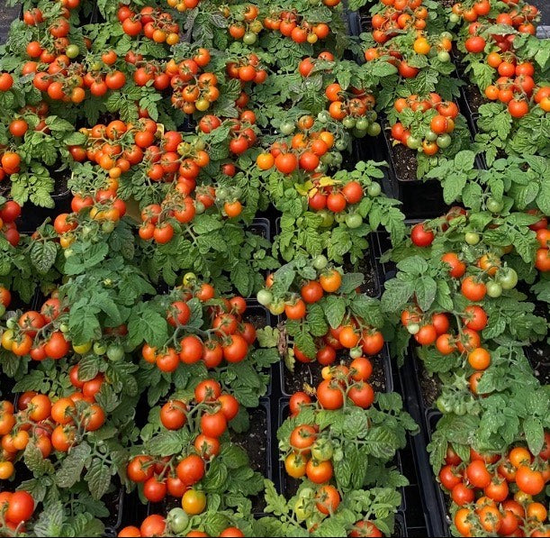 Organic 'Red Robin' Cherry Tomato