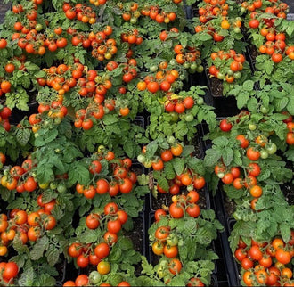 Tomate Cerise Red Robin. Plant chargé de petites tomates rouges et orange. Le cadrage permet de voir les formes, les couleurs et les détails du sujet représenté. Les contours se détachent du fond de l’image, avec des différences de teinte et de texture visibles sur les surfaces. Cette vue accompagne la présentation du produit dans la boutique.