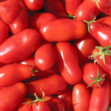Tomate italienne ‘San Marzano’ bio (<em>Solanum lycopersicum</em> ‘San Marzano’)