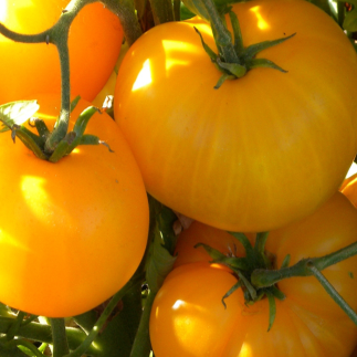 Organic yellow ‘Sean’s Yellow’ tomato (Solanum lycopersicum ‘Sean’s Yellow Dwarf’)