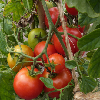 Plant biologique compact de tomate Sub Arctic, soutenu par une petite cage et portant plusieurs petites tomates rouges et rondes. La présentation montre un feuillage vert sain, différents stades de maturation et une tomate coupée dont la chair juteuse illustre cette variété très précoce adaptée aux régions où la saison estivale est courte.