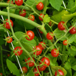 Organic 'Sweet Pea' Red Cherry Tomato
