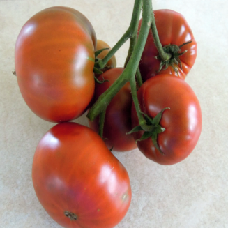 Plant biologique nain de tomate Tasmanian Chocolate soutenu par une cage compacte et robuste. La présentation montre une tige centrale épaisse, un feuillage vert foncé gaufré, de petites fleurs jaunes et plusieurs fruits aplatis légèrement côtelés de 140 à 340 g, passant du vert à une riche teinte acajou ou brun chocolat à maturité.