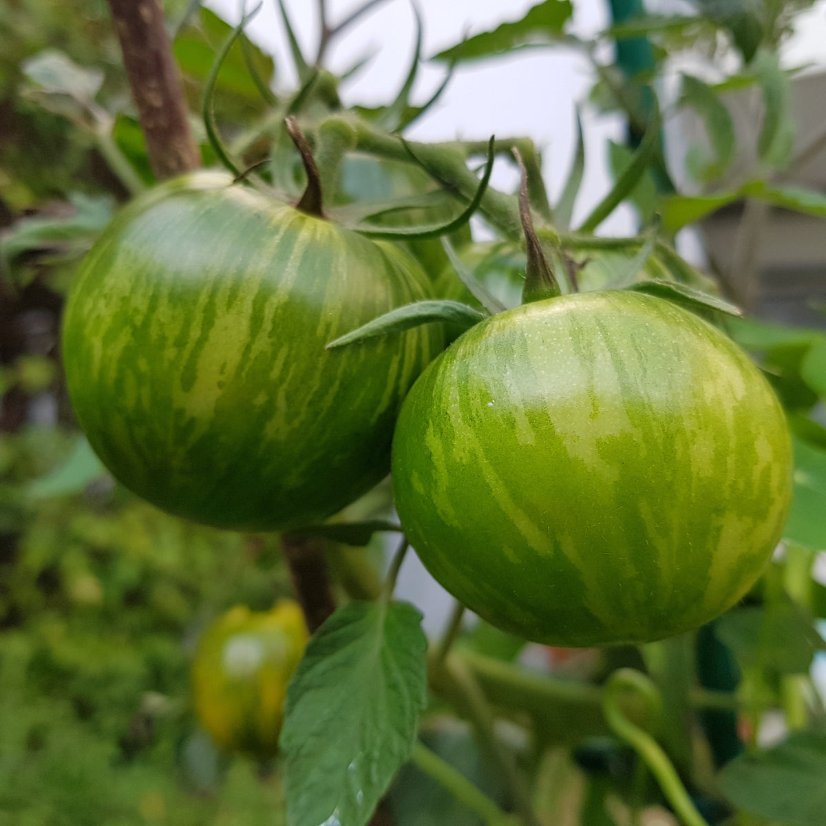 Organic 'Lime Green Salad' Tomato