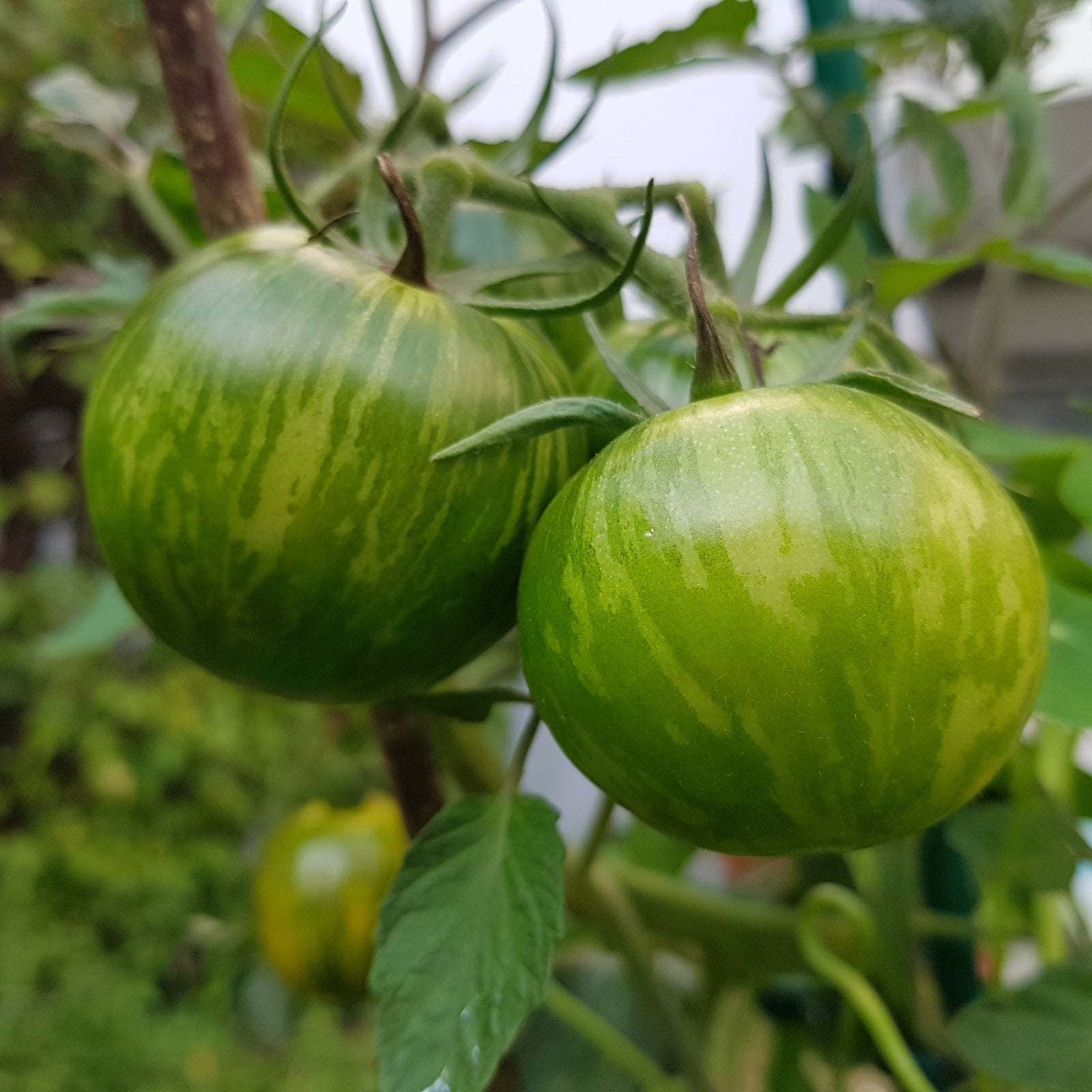 Tomate 'Lime Green Salad' bio