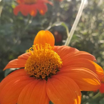 Organic sunflower 'Mexican Sunflower'