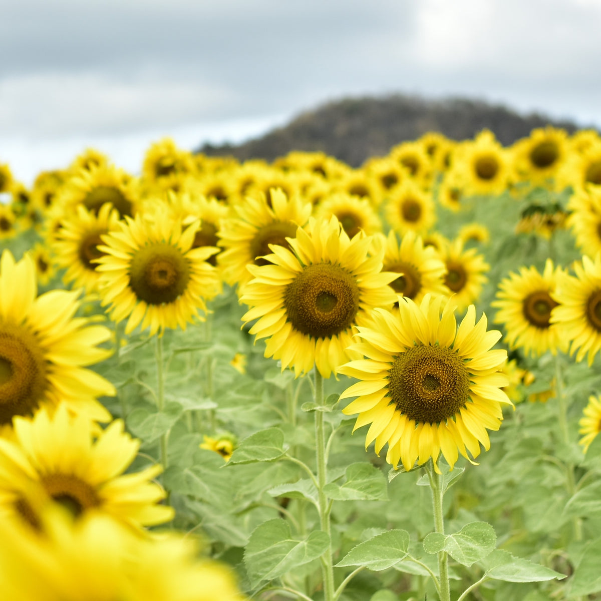 Photo de Tournesol ‘King Kong’ F1. La couleur caractéristique est : jaune. Le visuel permet d’observer les contours, les teintes et la disposition des éléments présentés. Les détails de forme et les contrastes donnent un aperçu de l’apparence de cette plante ou de sa récolte. Cette photographie accompagne la variété nommée afin de l’identifier dans la sélection de semences.
