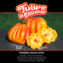 California Tulip tomato (<em>Solanum lycopersicum</em> ‘California Tulip’)