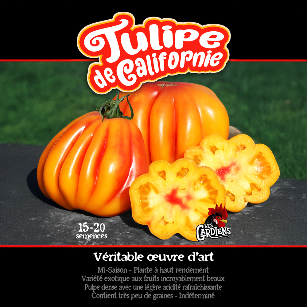 California Tulip tomato (<em>Solanum lycopersicum</em> ‘California Tulip’)