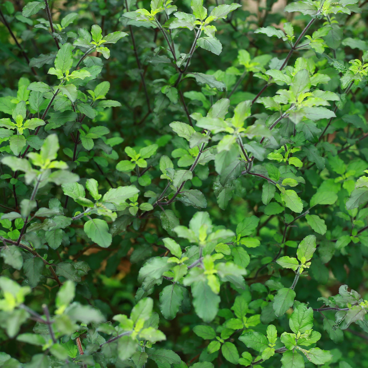 Organic 'Amrita' Basil (Tulsi)