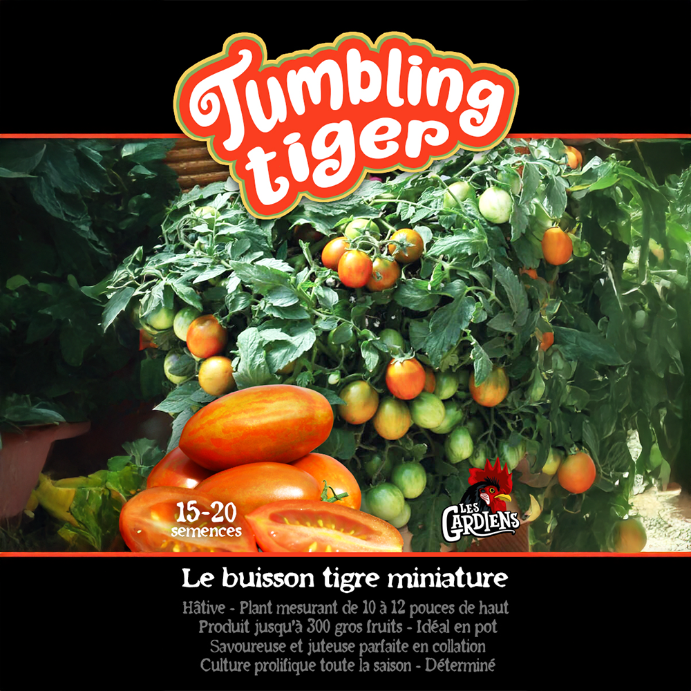 Tumbling Tiger tomato (<em>Solanum lycopersicum</em> ‘Tumbling Tiger’)