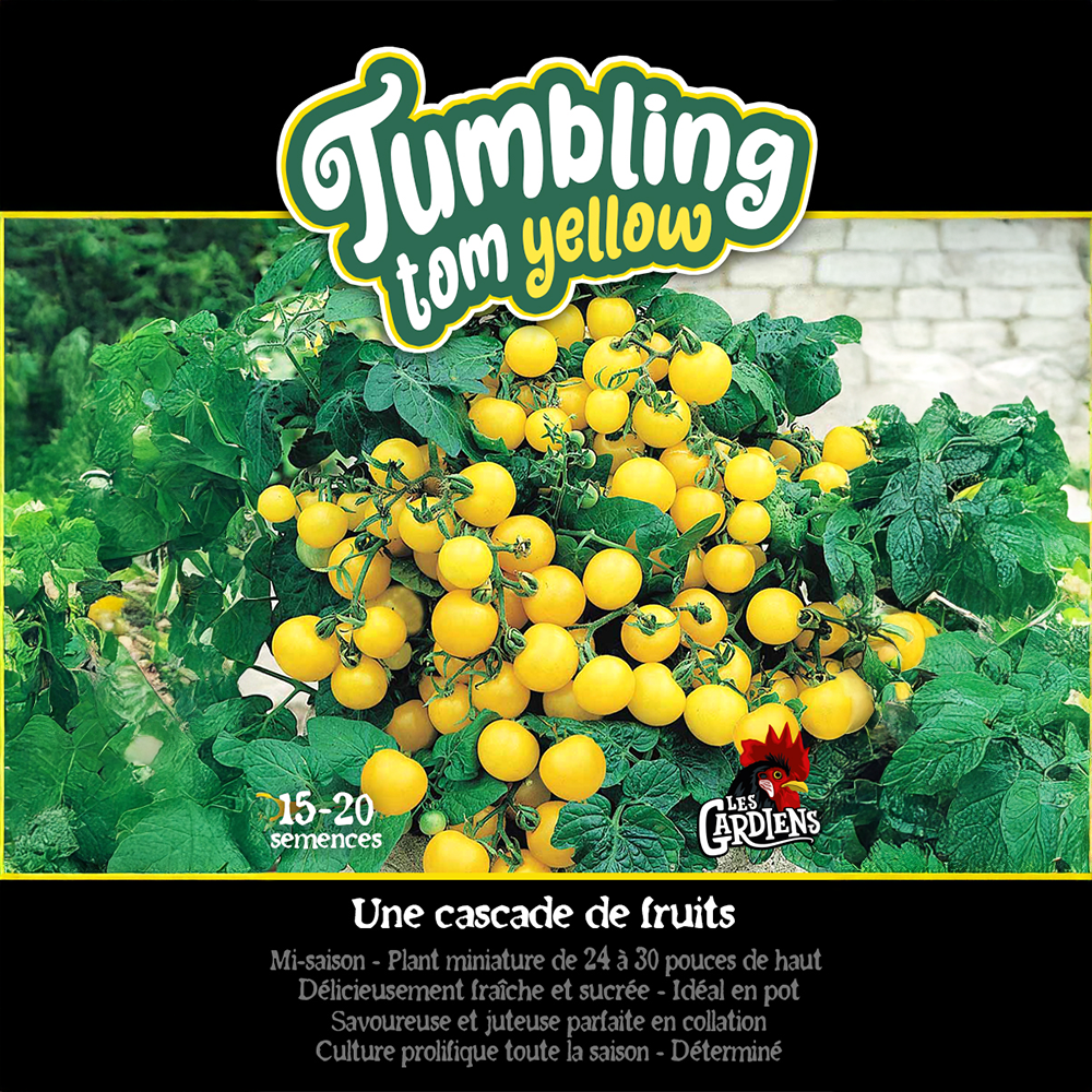 Tumbling Tom Yellow tomato (<em>Solanum lycopersicum</em> ‘Tumbling Tom Yellow’)