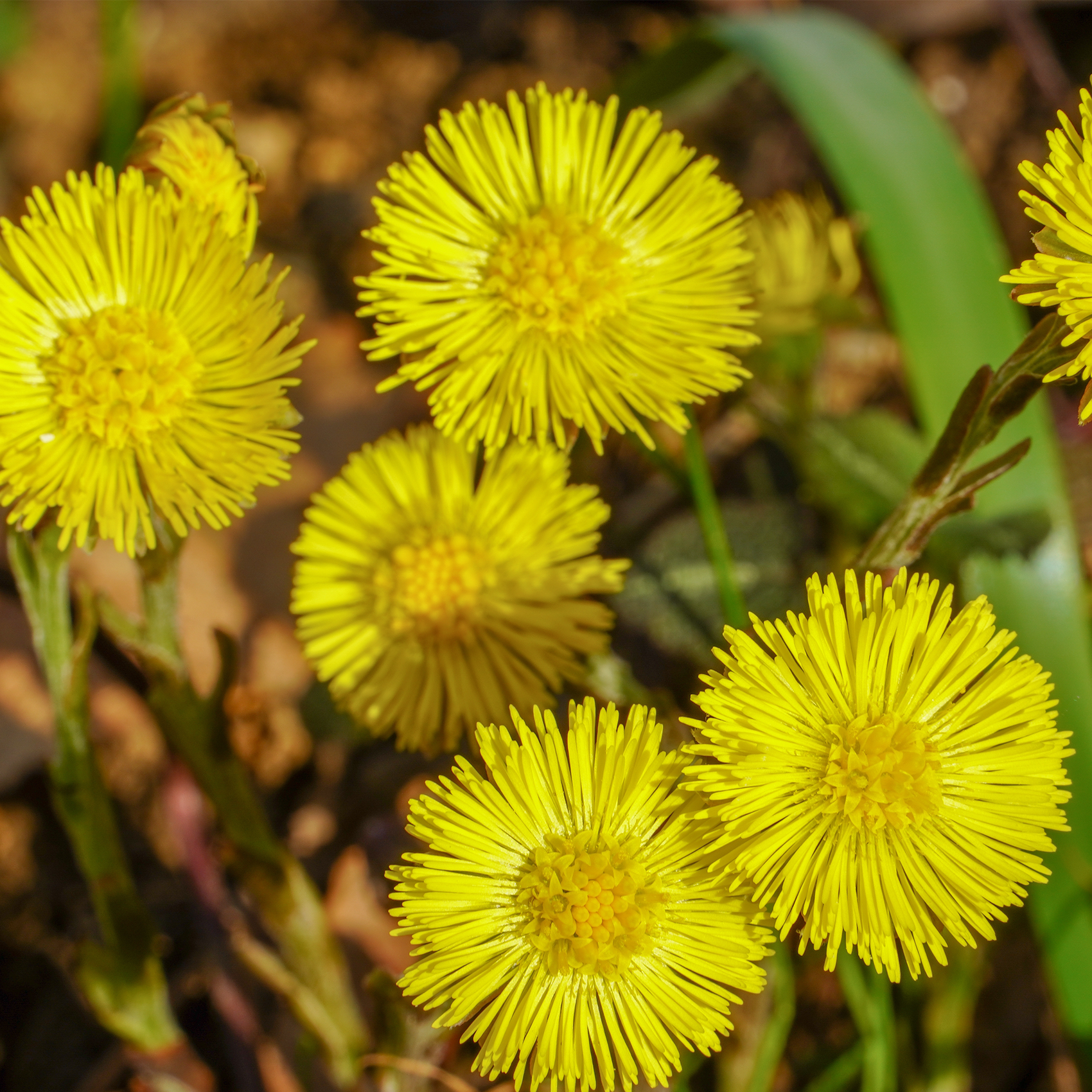 Coltsfoot