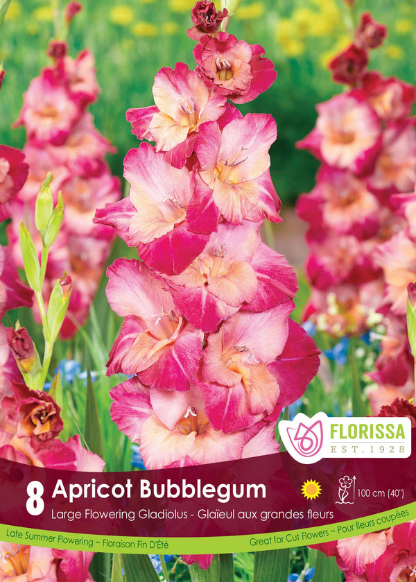 Gladiolus 'Apricot Bubble Gum'