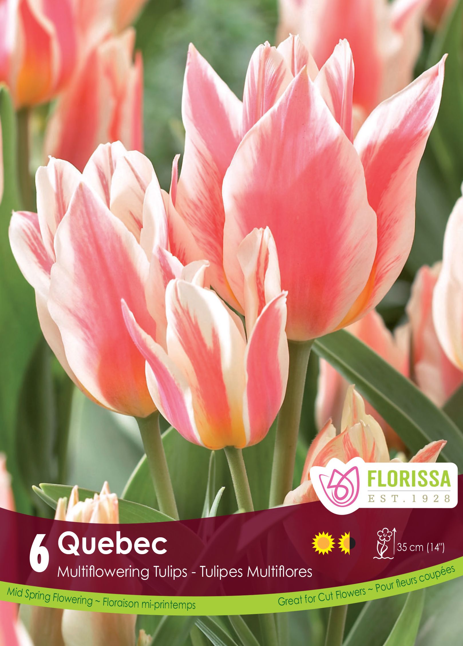 Québec Tulip