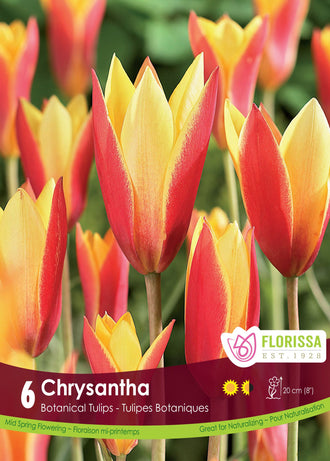 Tulipe Chrysantha ( Tulipa ) : des petites tulipes jaune vif et rouge aux pétales pointus. Le visuel Florissa présente la plante et son nom dans la partie inférieure de l’étiquette. La photographie occupe presque toute la surface, tandis que le bandeau du bas rassemble les indications du produit. Cette vue permet de reconnaître son apparence et de distinguer la variété présentée.