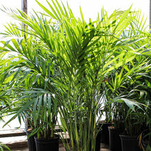 Chamaedorea cataractarum