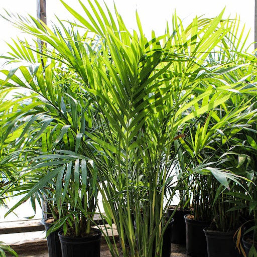 Chamaedorea cataractarum